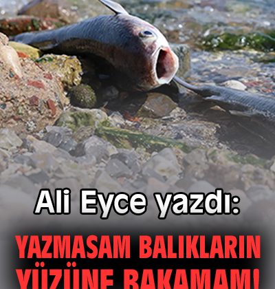 4 Ekim: Hayvan Hakları İçin Sadece Bir Gün Mü?