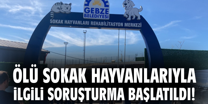 Gebze’de Sokak Hayvanları Krizi: Adli Soruşturma