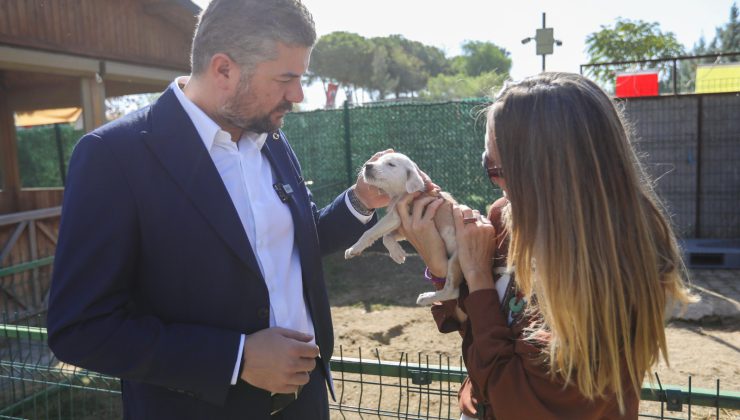 Sokak Hayvanlarına Sahiplen, Mutluluğu Yaşa!