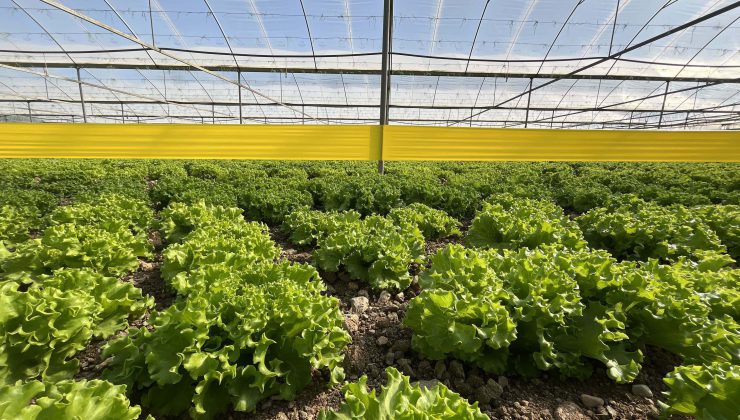 İzmir’de Kalıntı Önleme İçin Tuzak Dağıtımı