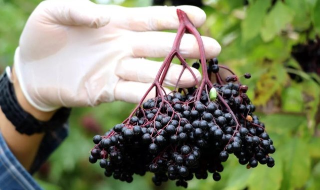 Kara Mürver Meyvesi Kolon Kanserine Şifa Olabilir!