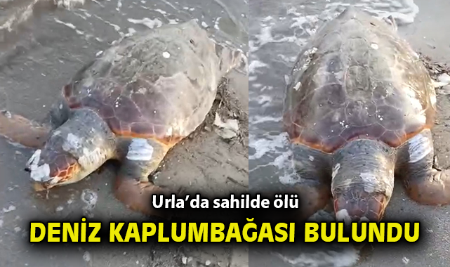 İçmeler’de Caretta Caretta Telefonla Kaydedildi!
