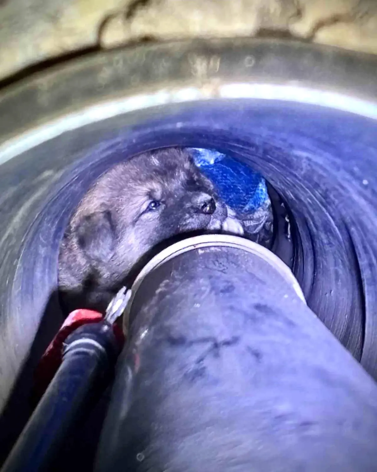 Foça’da Yavru Köpek İtfaiye Ekipleriyle Kurtarıldı!