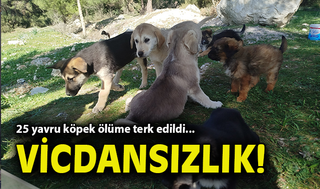 25 Yavru Köpek Ölüme Terki Bekliyor!