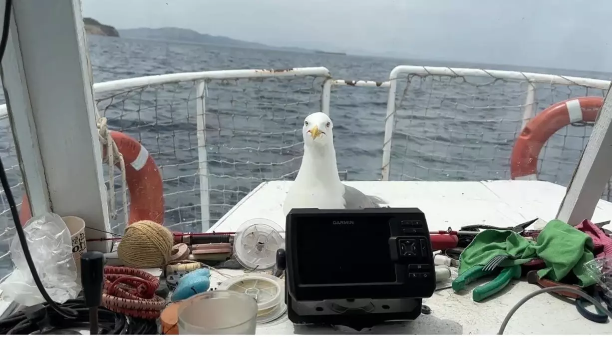 Balıkçı ile Martı Arasında Sıcak Dostluk!