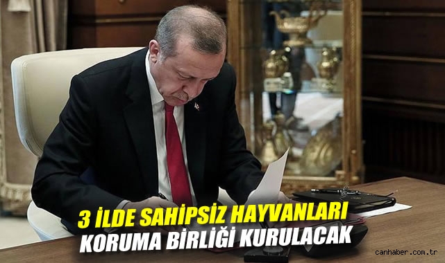 Sokak Hayvanları İçin Üç İlde Koruma Birliği Kuruluyor
