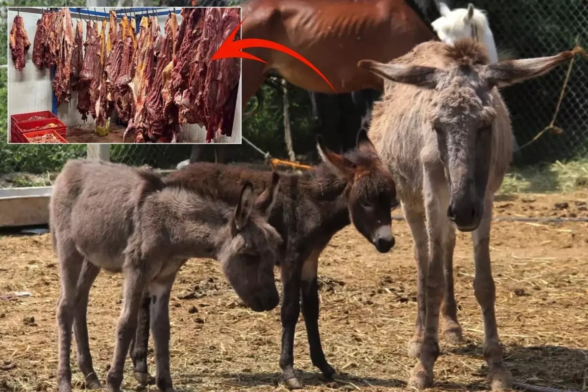 Tarım Bakanlığı’ndan Skandal İfşa: Sucukta At Eti!