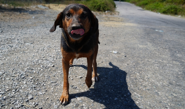 İstanbul’dan Sahipsiz Hayvanlara Yeni Genelge!
