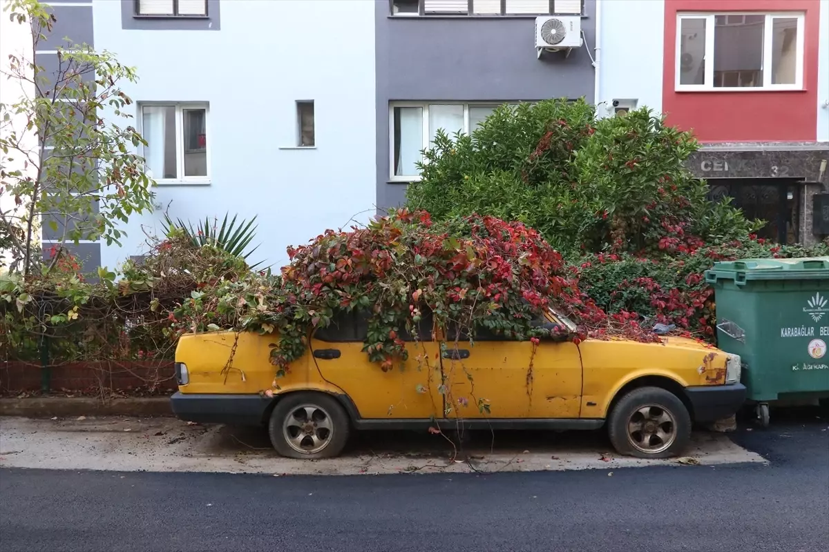 Sahipsiz Araba Sarmaşığa Esir Oldu!