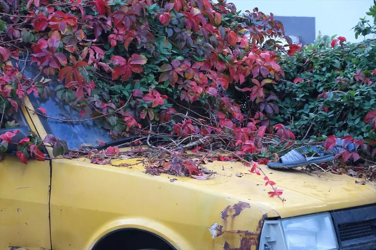 Sarmaşıklarla Kaplı Araç Çekiciyle Kaldırıldı!