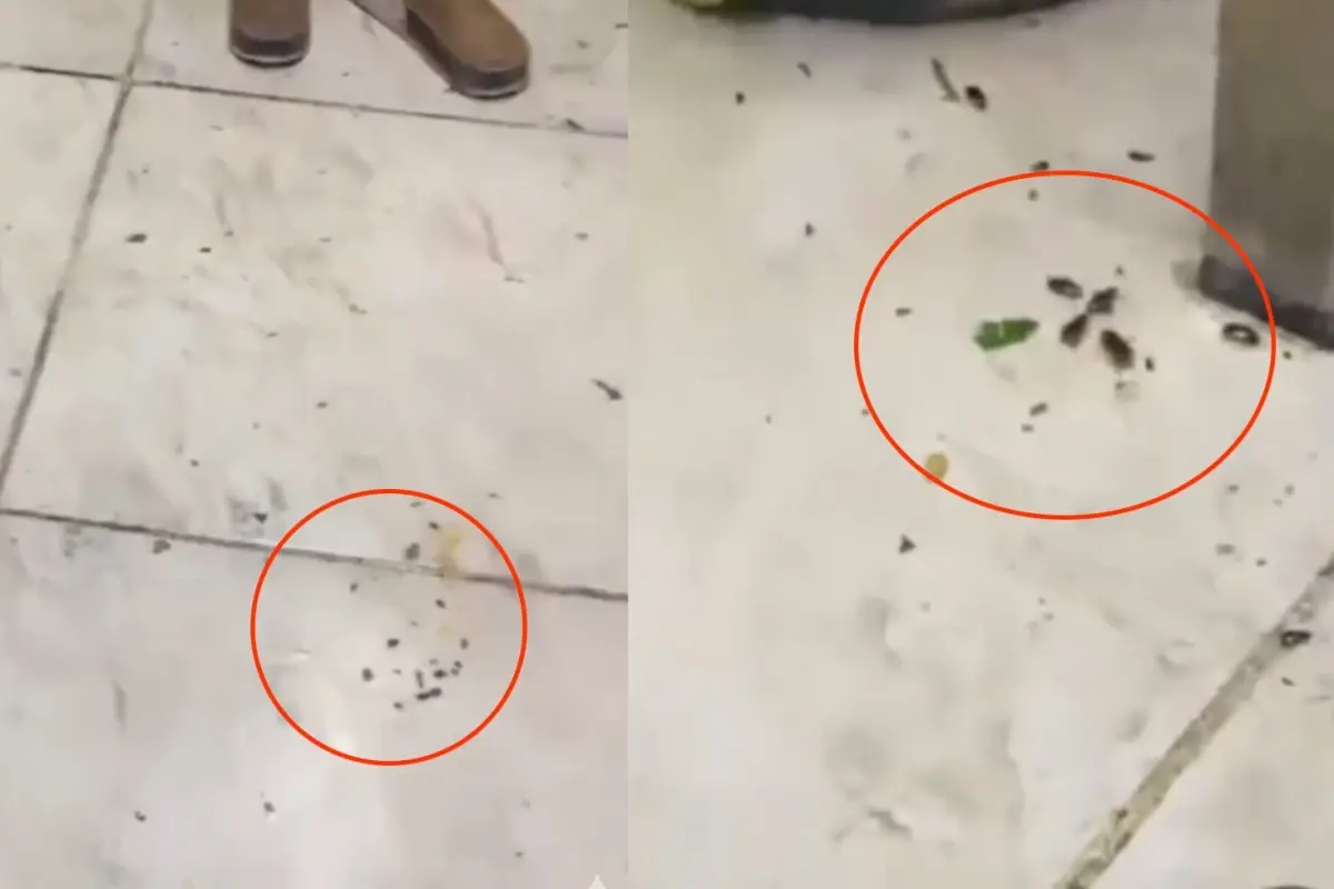 İzmir’de Restoran Mutfağında Böcek İfşası!