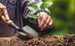Hızır Haşim Kaya’dan Ağaç Dikme Etkinliği Müjdesi