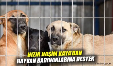 Sokak Hayvanlarına Destek Projesi Başlatıldı!