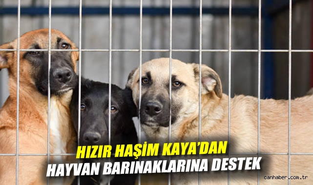 Sokak Hayvanlarına Destek Projesi Başlatıldı!