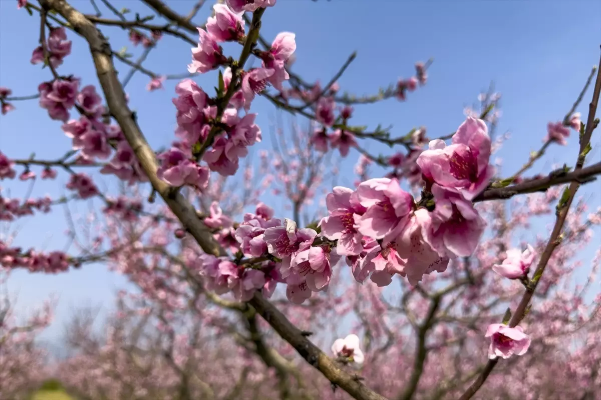 Selçuk’ta Şeftali Ağaçları İlkbaharla Çiçeklendi